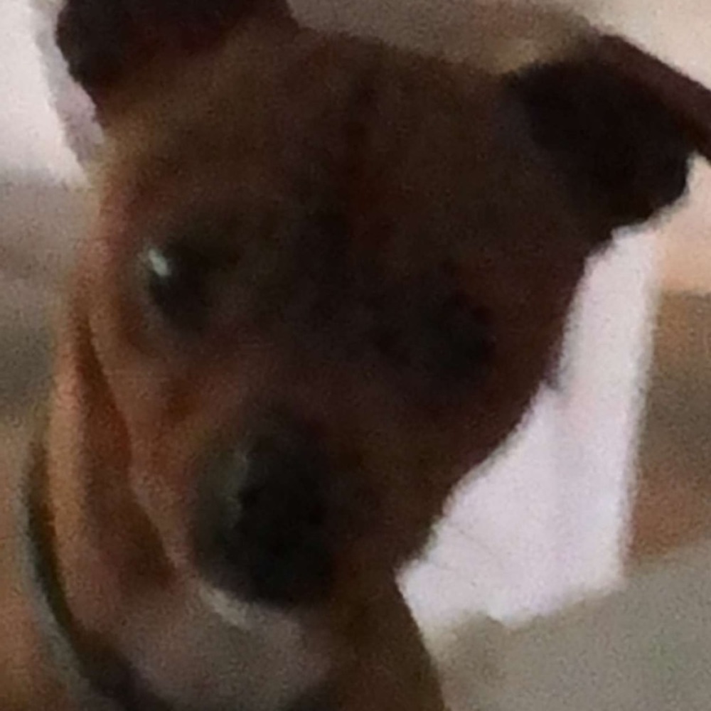 Meet your Posher, Riley